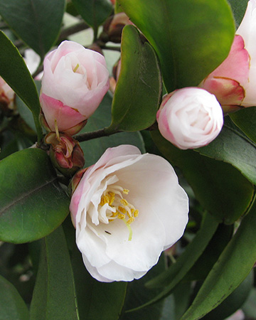 可調(diào)腳系列